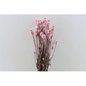 Dried Papaver X5 Frosted L. Pink Bunch