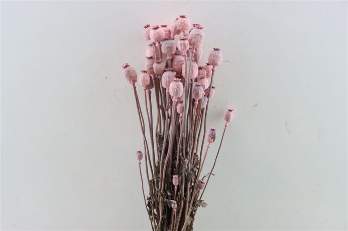 <h4>Dried Papaver X5 Frosted L. Pink Bunch</h4>