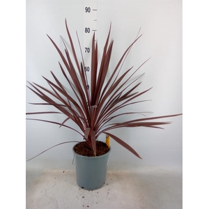 Cordyline austr. 'Red Star'