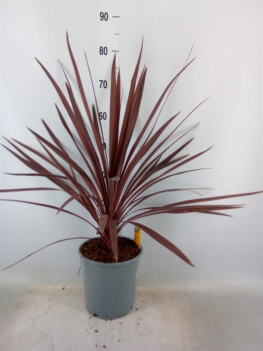 <h4>Cordyline austr. 'Red Star'</h4>
