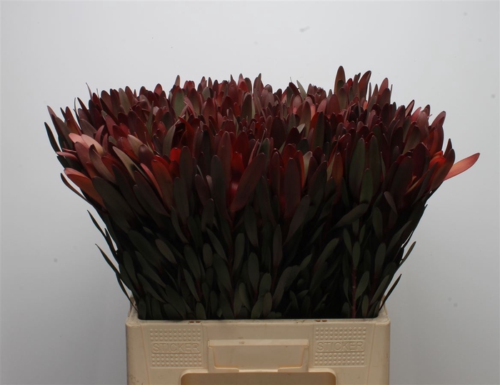 <h4>Leucad Magenta</h4>