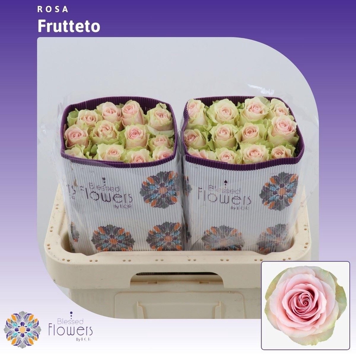 <h4>R GR FRUTTETO</h4>