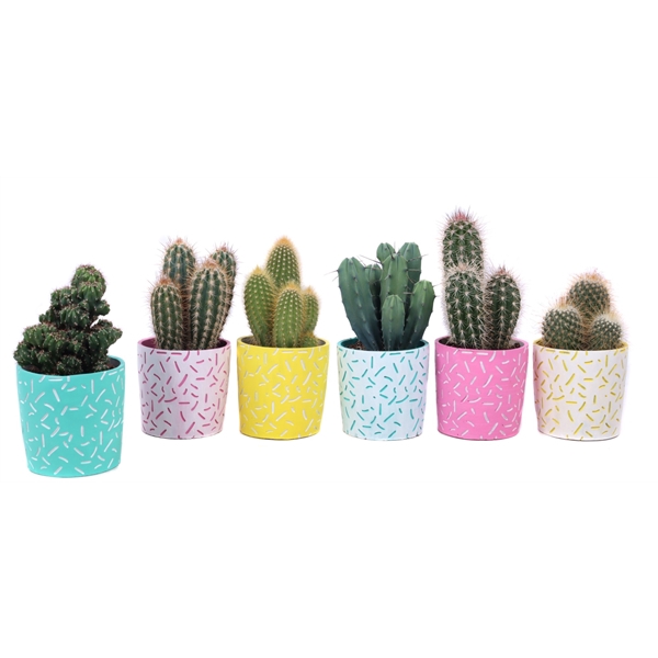 <h4>Cactus mix 8,5 cm in Merida sierpot</h4>