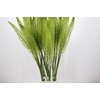 Eremurus White Beauty Favourite