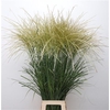 Miscanthus White