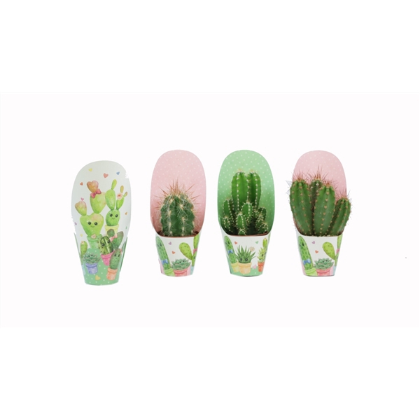 <h4>Cactus mix 5,5 cm in love potcover</h4>