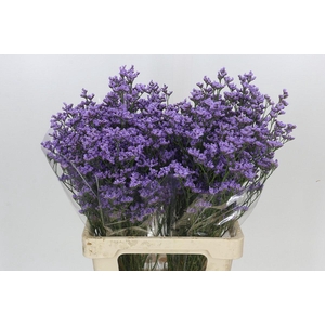 Limonium Maine Blue