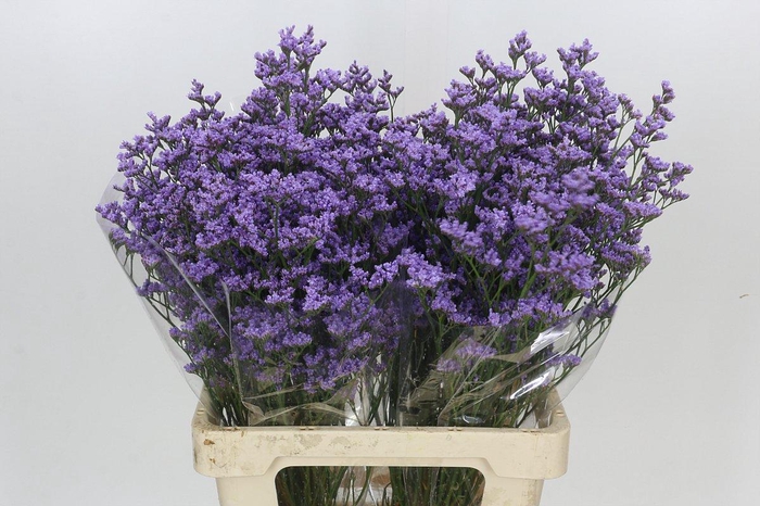 <h4>Limonium Maine Blue</h4>