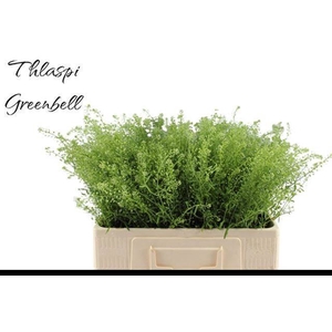 LEP RU GREEN BELL