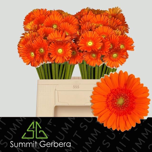 <h4>GE MI HENRY</h4>