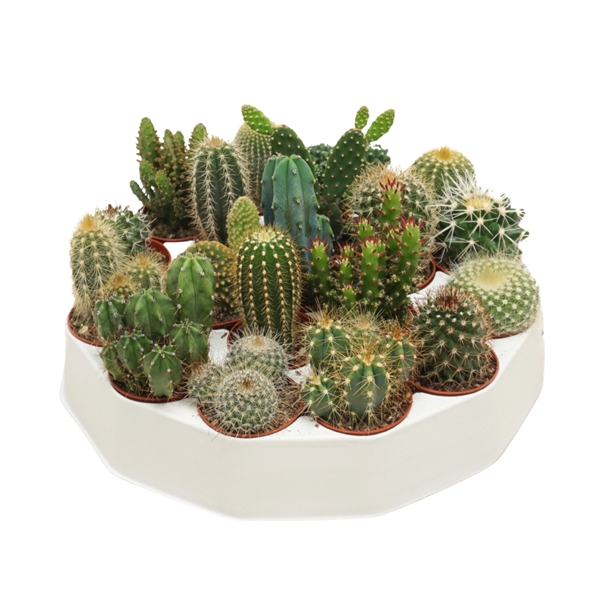 <h4>Cactus mix 5,5 cm in ronde tray</h4>