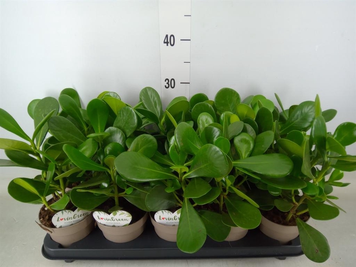 <h4>Clusia rosea</h4>