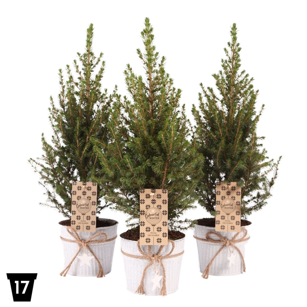 <h4>Picea glauca 'December' Zink, P17</h4>