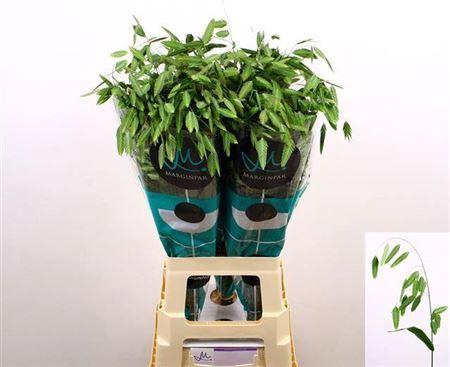 <h4>Siergras Chasmanthium Mantis</h4>