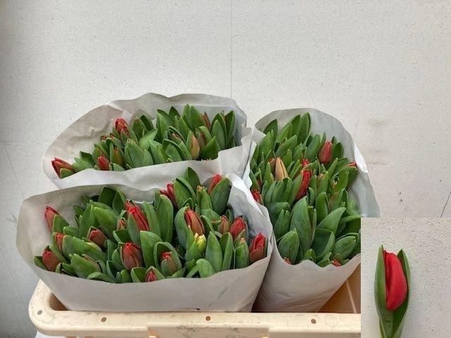 <h4>TU EN ESCAPE</h4>