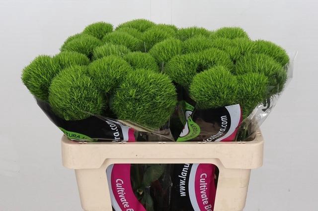 <h4>Di Barb Kiwi Mellow 60cm</h4>