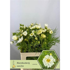 Cosmos Bipinnatus