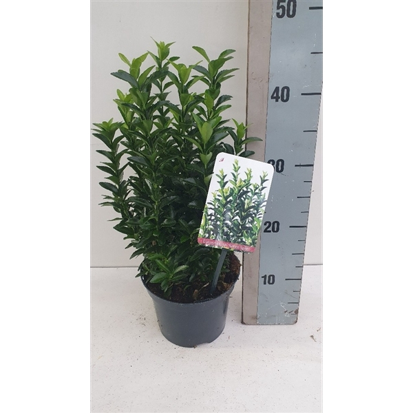 <h4>Euonymus jap 'Green Spire'</h4>