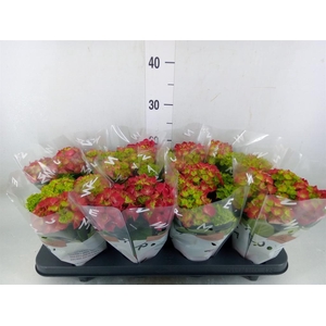 Hydrangea mac. 'Hi Fire'