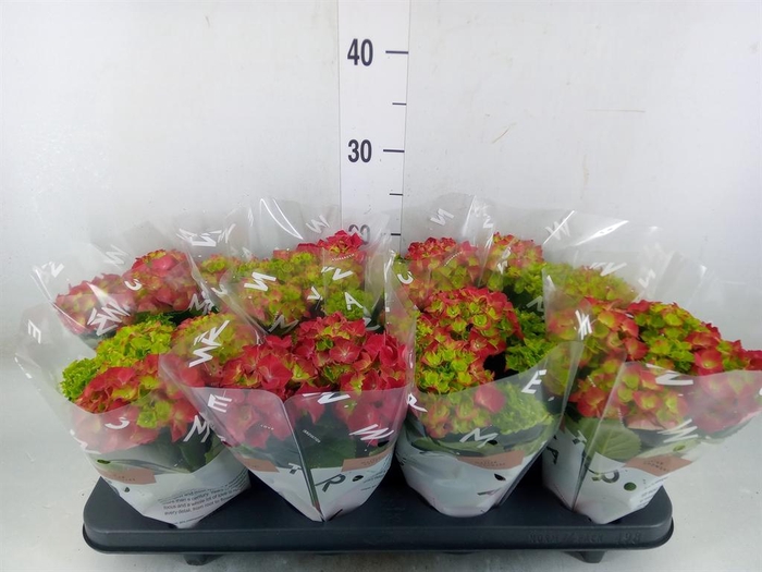 <h4>Hydrangea mac. 'Hi Fire'</h4>