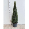 Buxu Sempervirens Piramide