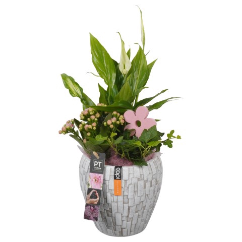 <h4>PTIB7530 Arrangementen kamerplanten</h4>