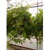 Cissus overig