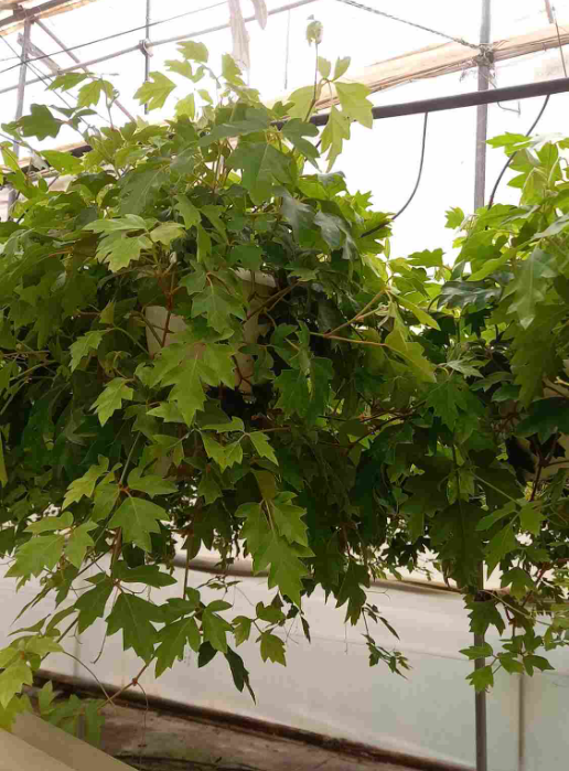 Cissus overig