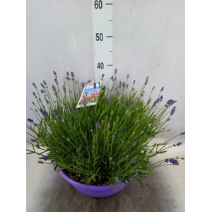 Lavandula angus. 'Essence Pure'