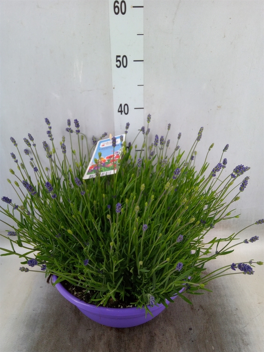 <h4>Lavandula angus. 'Essence Pure'</h4>