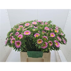 Callis Mats Pink