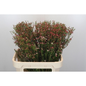 CHAME UN MY SWEET 16