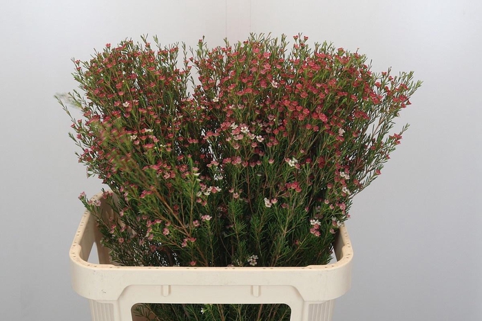 <h4>CHAME UN MY SWEET 16</h4>