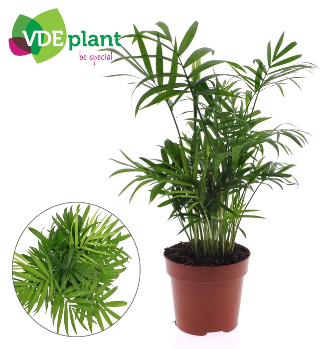 <h4>Chamaedorea</h4>