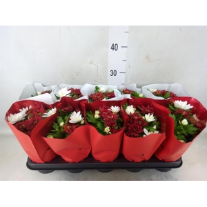 Chrysanthemum  'Chrystal'  ...mix
