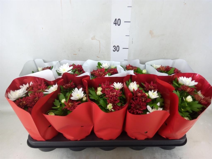 <h4>Chrysanthemum 'Chrystal' ...mix</h4>