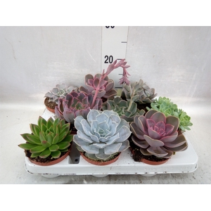 Echeveria   ...mix