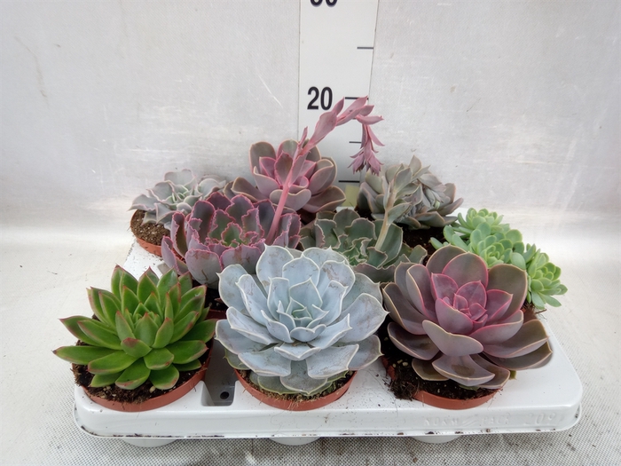 <h4>Echeveria   ...mix</h4>