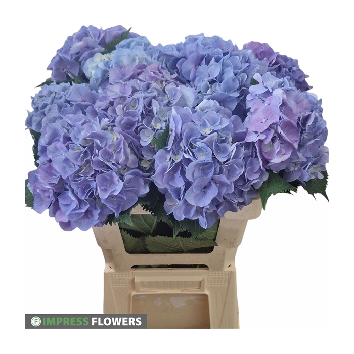 <h4>Elbtal blauw 60cm</h4>