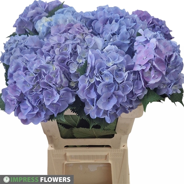 Elbtal blauw 60cm