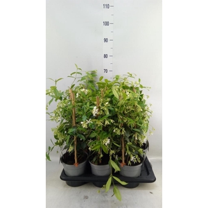 Trachelospermum jasm.