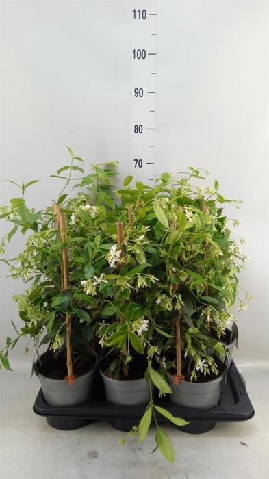 <h4>Trachelospermum jasm.</h4>