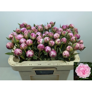 PAEO L SARA BERNHARD