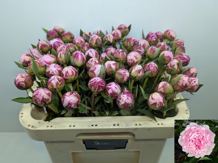 <h4>PAEO L SARA BERNHARD</h4>