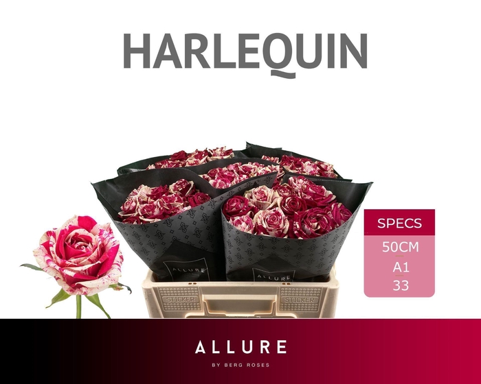 <h4>ROSA GR 'HARLEQUIN'</h4>