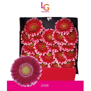Germini Josie Diamond