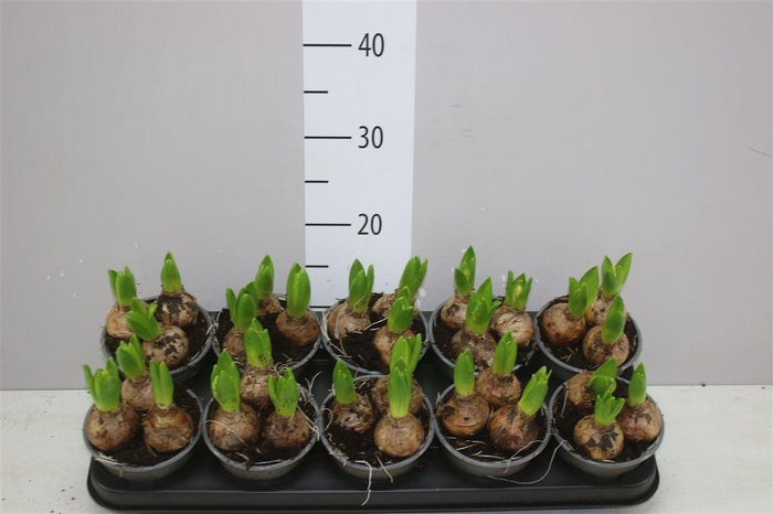 <h4>Hyacinthus White Pearl 3pp</h4>