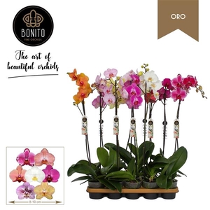 Phal. Oro mix - 1-Tak met 8 kleuren
