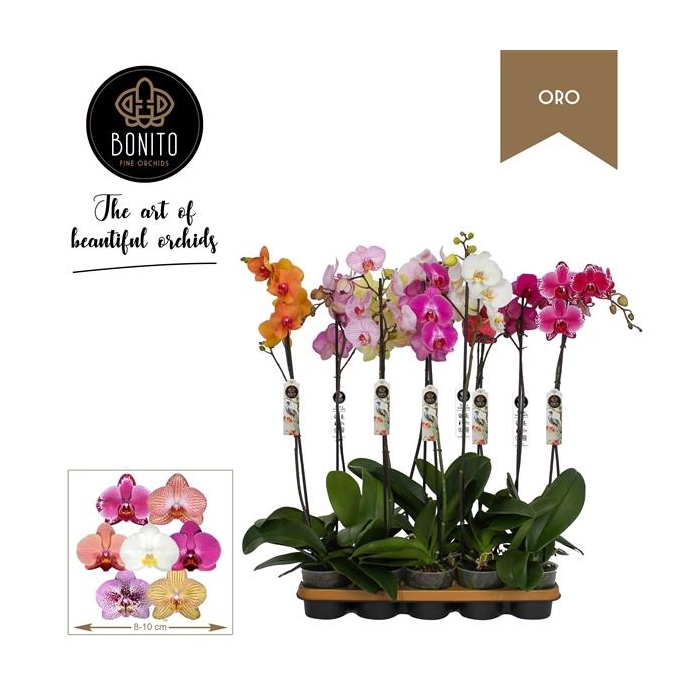 <h4>Phal. Oro mix - 1-Tak met 8 kleuren</h4>