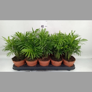 Chamaedorea elegans